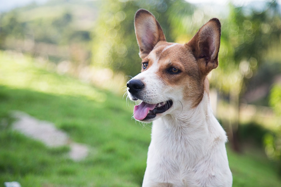 great-news-for-all-dog-owners-if-you-re-not-sure-if-you-should-get-a