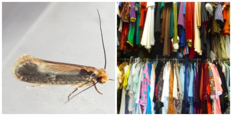 Got moths in your pantry or wardrobe? Here's an easy way