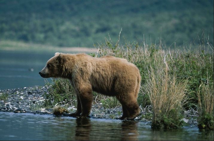 Mother bear leaves exhausted cubs to drown; luckily these fishermen ...